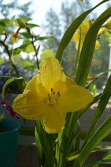 Beautiful yellow flower of daylily. Small urban garden on the balcony in summer.