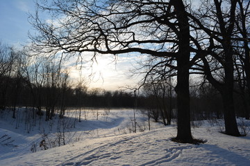 Winter sunny day. Landscape with beautiful oak trees.