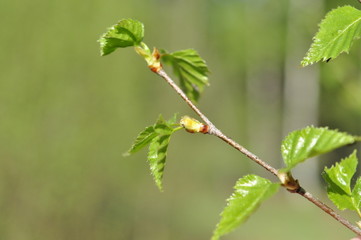 branch with buds