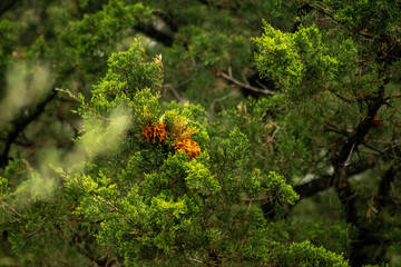 spring in your step bloom in your fur