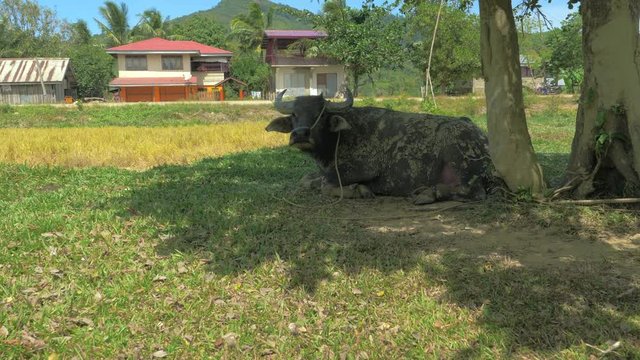 Close up shot of dirty water buffalo (carabao) tied to the tree. Palawan island, Philippines.