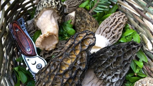 fresh new season edible morel mushrooms