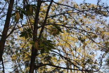 view of the trees in the Park at sunset   