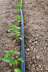 greenhouse with organic pepper plants and drip irrigation system - selective focus