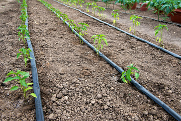 greenhouse with organic pepper plants and drip irrigation system - selective focus