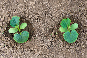 Young organic cucumber plants in the garden - concept of a new life - copy space