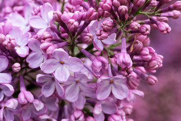 Naklejka na ściany i meble Lilac blooms close-up