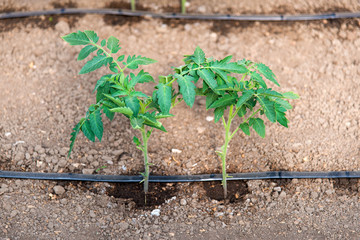 greenhouse with organic tomato plants and drip irrigation system - selective focus