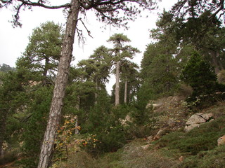 The natural picture of a green high-mountain forest between its trees when rising to the top of the mountain on the background of the cloudy rainy sky.