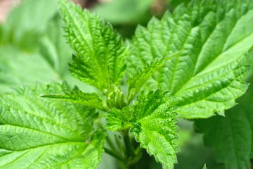 Medicinal plant herb nettle