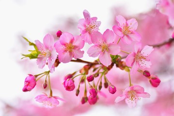 逆光に透ける早咲き桜の花