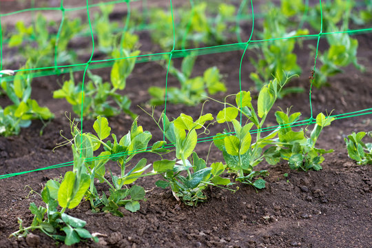 young organic pea plants in the garden creeping through a grid - selective focus