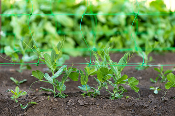 young organic pea plants in the garden creeping through a grid - selective focus