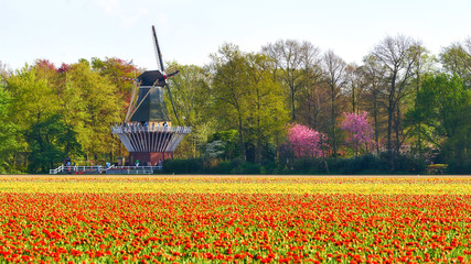 Colorful tulip field in Holland with a big windmill at the background
