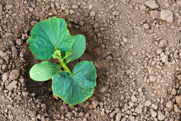 Young organic cucumber plants in the garden - concept of a new life - copy space