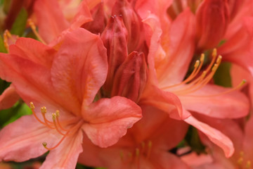 Fototapeta na wymiar Beautiful spring flowers on rhododendron