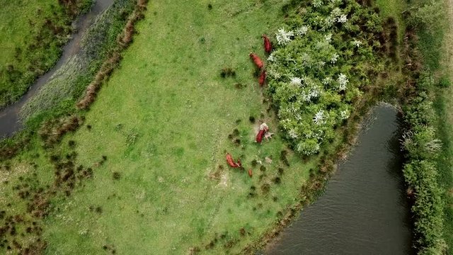 Drone footage of birdy eyes view of the wild cows are looking for food near the river and canal in the Netherlands