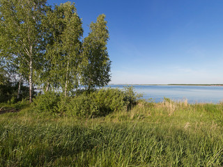 Green birch trees near the lake on a sunny summer day