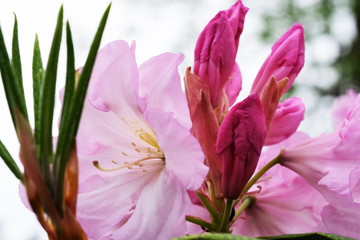 Fototapeta premium Beautiful spring flowers on rhododendron