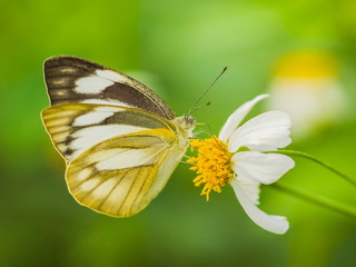 Beautiful Cepora nerissa dapha Common Gull butterfly on the pollen of white flower with green nature blurred background.