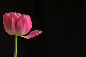 pink white striped tulip black background copy space