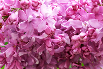 Lilac blooms close-up