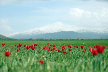 Beautiful tulip flower and green leaf background in the garden at sunny summer or spring day.