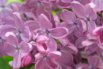 Fototapeta na wymiar Lilac blooms close-up