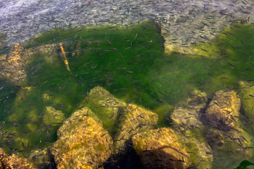 Thousands of small fish in the clear waters of Ohrid Lake.