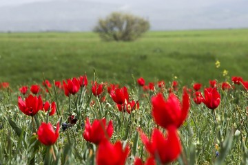 Beautiful tulip flower and green leaf background in the garden at sunny summer or spring day.