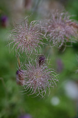 seeds of a pasque flower wetted with dew drops Pulsatilla vulgaris