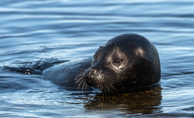Naklejka premium The Ladoga ringed seal swimming in the water. Blue water background. Scientific name: Pusa hispida ladogensis. The Ladoga seal in a natural habitat. Summer season. Ladoga Lake. Russia