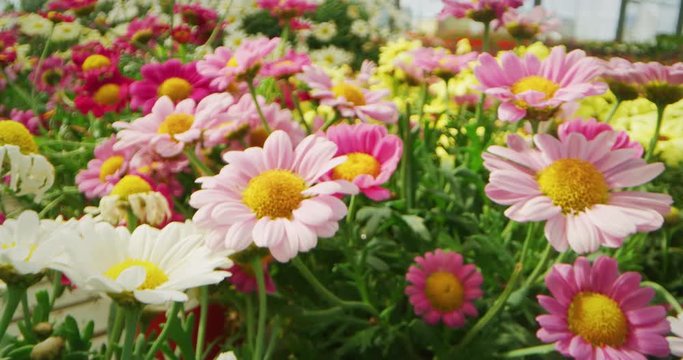 Slow motion alternative angle shot of fresh colorful flowers of daisy of light pink hydrangea in a greenhouse in a sunny day.