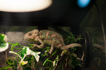 Chameleon sits on a branch