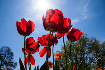 Obraz premium Tulpen in einem Park