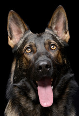 Portrait of an adorable German Shepherd dog looking curiously at the camera