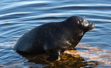 The Ladoga ringed seal resting on a stone. Scientific name: Pusa hispida ladogensis. The Ladoga seal in a natural habitat. Ladoga Lake. Russia