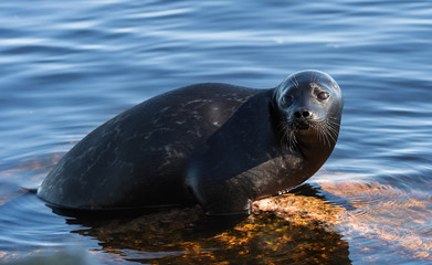 Naklejka premium The Ladoga ringed seal resting on a stone. Scientific name: Pusa hispida ladogensis. The Ladoga seal in a natural habitat. Ladoga Lake. Russia