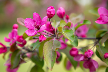 pink flowers