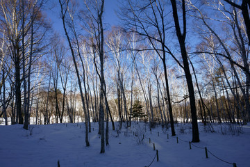 早春の芽吹き始めた白樺林に早朝の陽光