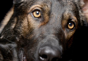 Portrait of an adorable German Shepherd dog looking curiously at the camera