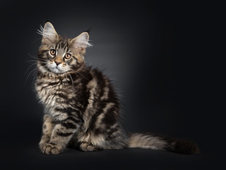 Cute black tabby Maine Coon kitten, sitting side ways. Looking at lens with brown eyes. Isolated on black background. Tail stretched behind body.