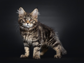 Fototapeta na wymiar Cute black tabby Maine Coon kitten, standing side ways. Looking at lens with brown eyes. Isolated on black background.