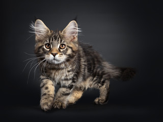 Cute black tabby Maine Coon kitten, standing / walking, hunting side ways. Looking focussed on something beside lens with brown eyes. Isolated on black background.