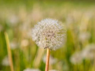Obraz na płótnie Canvas dandelion on spring meadow with blurry background