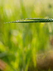 dew on morning grass with blurry background