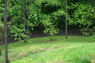 Green lawn in front of a ravine