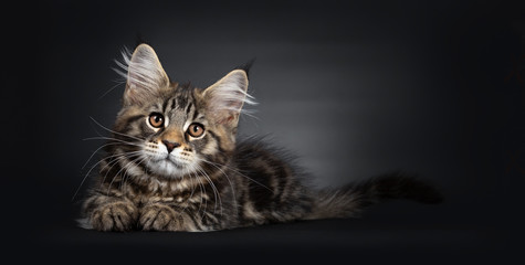 Cute black tabby Maine Coon kitten, laying down side ways. Looking straight at lens with brown eyes. Isolated on black background.