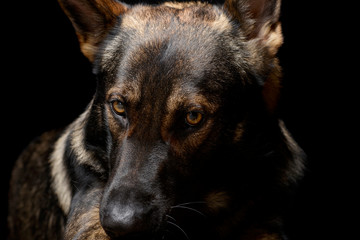 Portrait of an adorable German Shepherd dog looking shy