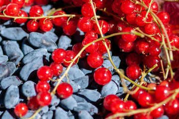 Harvest Ripe honeysuckle and red currant berries. Close-up of berries on a sunny day.